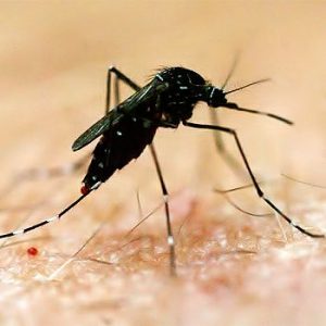 Necessary Dengue Fever Precautions