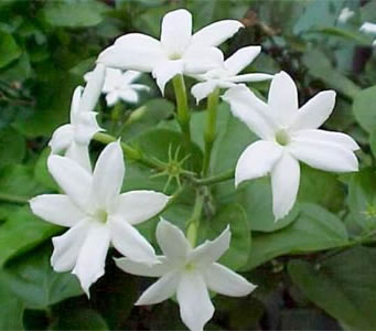 White Jasmine