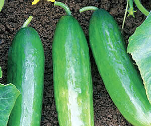 Health Benefits of Cucumber