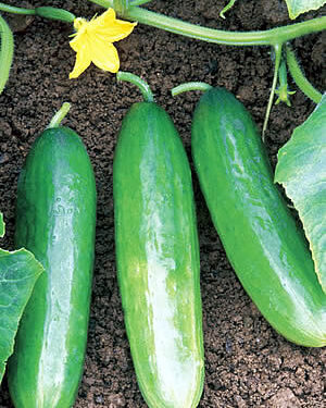 Health Benefits of Cucumber