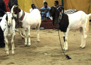 Bakr-Eid in Pakistan