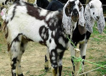 Bakra-filled Eid-ul-Azha