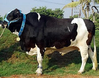 Pakistani Eid is time to make sacrifices