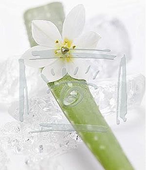 Aloe Vera, Health Benefits of Aloe Vera in Pakistan, Aloe Juice