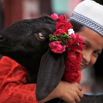 How Parents should guide kids about sacrifice goats on Eid ul Adha