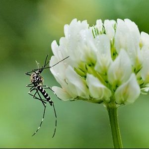 How To Prevent Your Plant From Dengue Mosquito