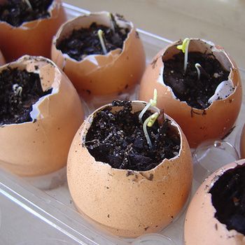How to Root Garden Seeds in an Eggshell