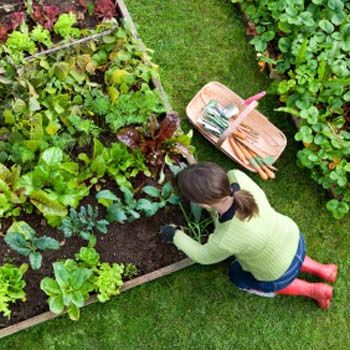 Organic Gardening within your Home