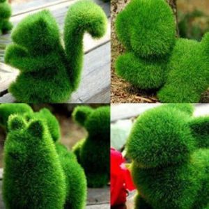 Best Ornamental Grasses