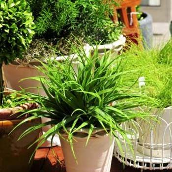 Decor your Garden with Artificial Plants