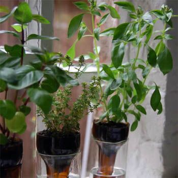 How to Grow a Garden in a Bottle