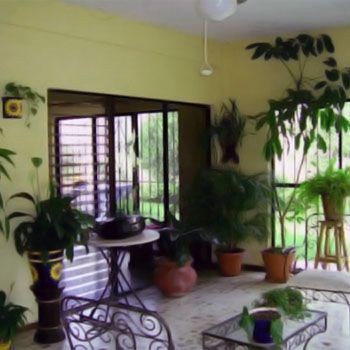 How to Grow and Take Care of Indoor Plants
