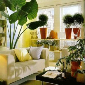 Indoor Plants Decor For Drawing Room