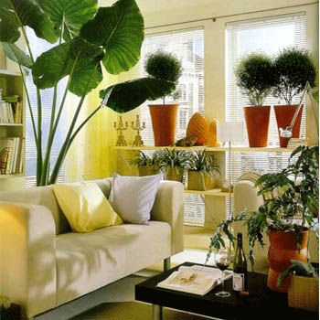 Indoor Plants Decor For Drawing Room