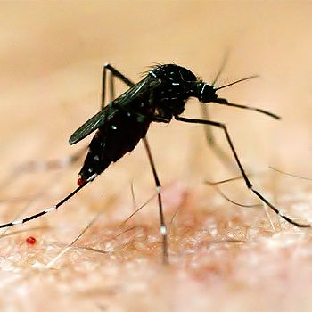 Necessary Dengue Fever Precautions