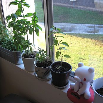 Plant A Windowsill Garden