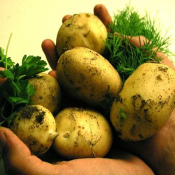Potatoes are not Making You Fat - Myths about Potatoes