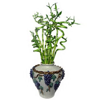 Top 3 Easy steps to Handle Indoor Plants