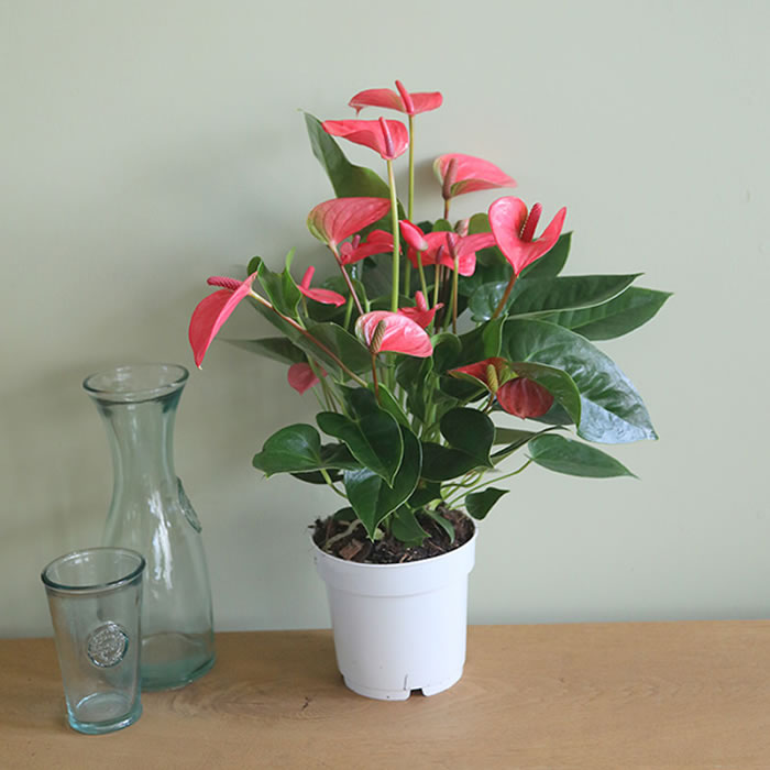 Anthurium