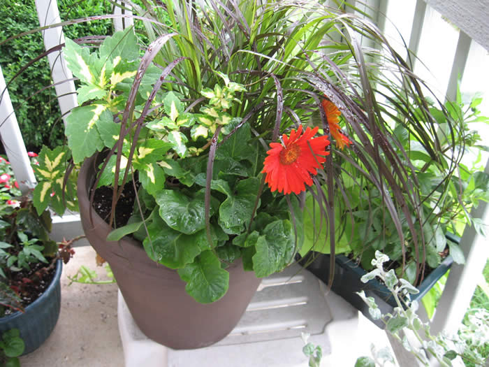 Gerbera Daisy Indoor Plants