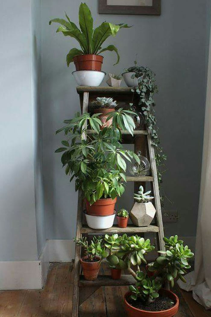 Indoor Plants!