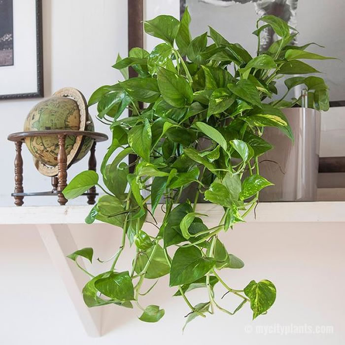 Heart Leaf Philodendron Indoor Plants