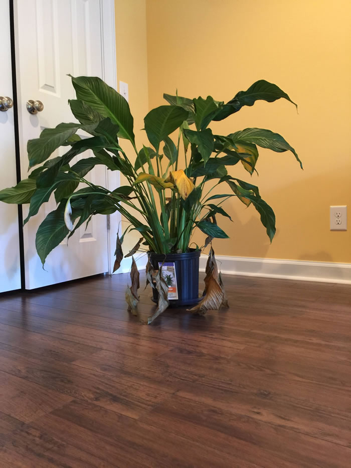 Peace Lily Indoor Plants