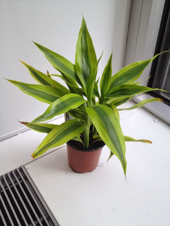 Warneck Dracaena Indoor Plants